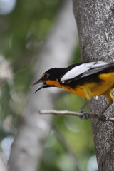hermosos pájaros cantando en el árbol 