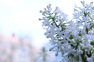 Flowers background. White apple tree flowers. Spring tree flowers. Fruit tree background.