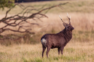 Sika deer on a grassy plain with tree branches in the background