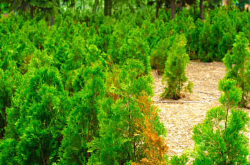 Thuja trees nature park macro on natural outdoor background