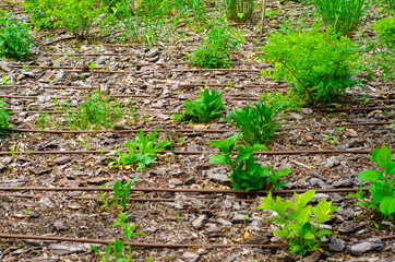 Watering system for plants in the park, drip irrigation system