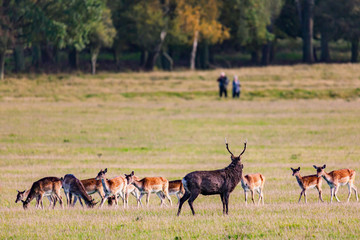 Male Sika buck watching people in the background while they watch