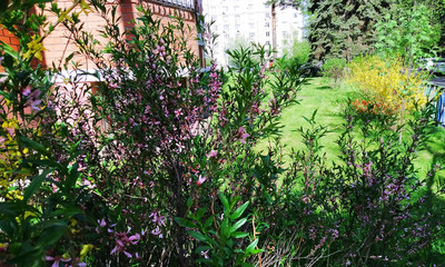 Двор у дома весной цветущие кустарники.