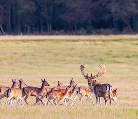 Naklejka na ściany i meble Fallow deer with his horde of does on a grassy plain
