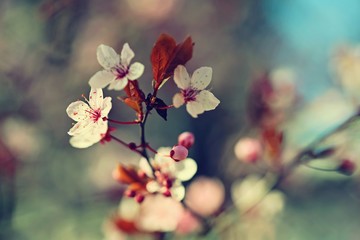 Spring - Springtime. Japanese cherry Sakura. Beautifully blooming colorful tree in nature. Background with sunrays.