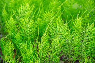 green grass with sharpness in the foreground