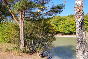Kleiner See mit Bäumen am Ufer und einer Waldkiefer im Vordergrund