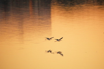 birds flying on the water in the evening