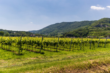 Fototapeta na wymiar The Berici Hills landscape in Italy
