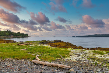 Driftwood on Rocky Shore in Alaska