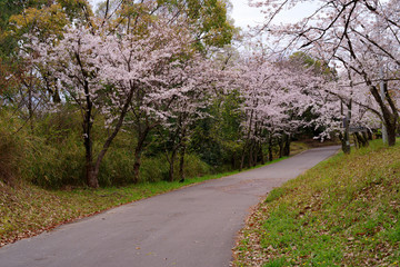 Fototapeta na wymiar japan sakura：服部緑地・桜の咲く風景