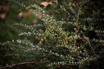 Branch of lonicera nitida in the honeysuckle family
