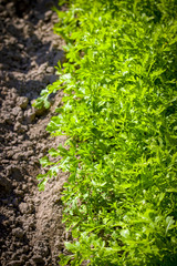 parsley in sunny rays grows in garden