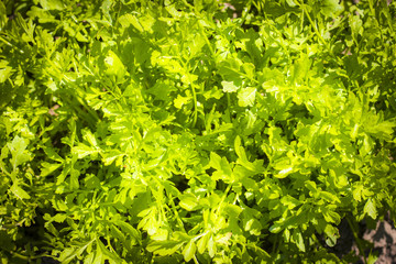 parsley in sun rays background