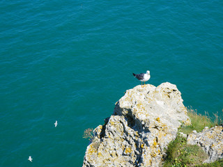 Mouette sur les falaises d'Etretat 