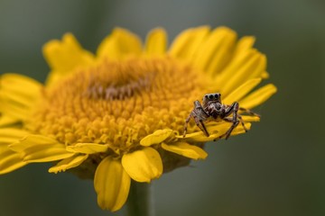 Springspinne sitzt auf gelber Blume