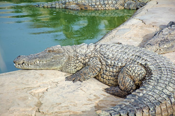 crocodile