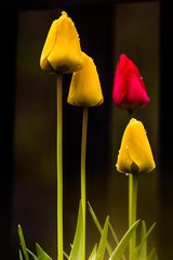 Drei gelbe Tulpen vor unscharfem Hintergrund mit roter Tulpe