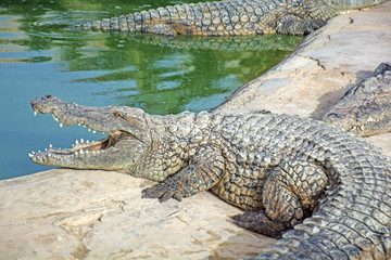 crocodile
