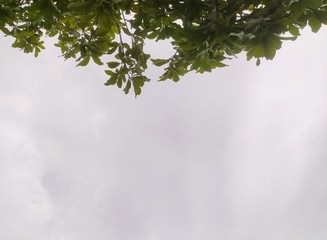 green leaves background