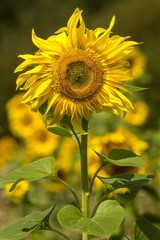 blühende Sonnenblume 