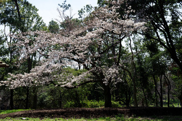 桜の咲く公園の風景・大阪服部緑地