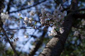 木陰の桜の花