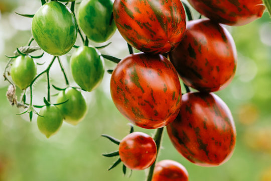 Ripe chocolate cherry tomatoes are on the green blur background. Tomatoes are grown in a greenhouse on an organic farm. Royalty high-quality free stock image of tomato. Food photography.