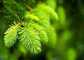 Beautiful branches with young sprout of spruce. Nature background. Copy space. Shallow depth of...
