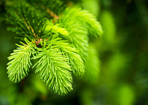 Beautiful branches with young sprout of spruce. Nature background. Copy space. Shallow depth of field.