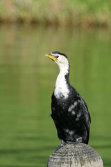 Little pied cormorant or little shag sitting on a wooden pile in a lake