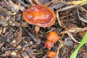 Toadstool or mushroom that beautifies the forest with its orange color