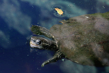 schwimmende Schildkröte