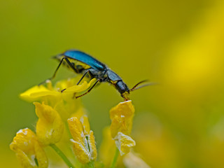 Blue longhorn beetle, Blauer Scheinbockkäfer (Ischnomera cyanea)