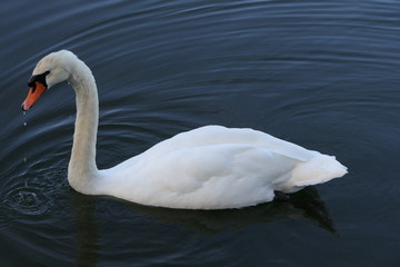 Graceful swan floating on a lake 