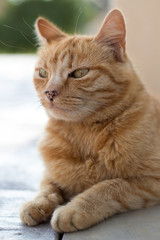 Portrait d'un chat beige et roux avec des yeux verts et un museau tâcheté allongé, couché en posture du Sphinx sur un sol en béton