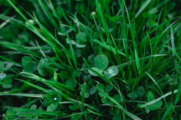 Green grass texture background. Natural background and wallpaper