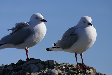 Two seagulls on a rock enjoying the sun