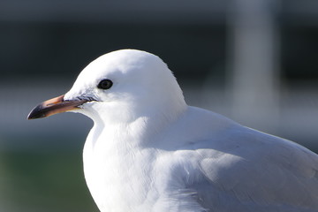 Portrait of a female seagull