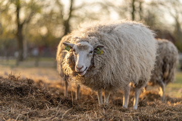 Image of sheep on the coutry side farm during sunset