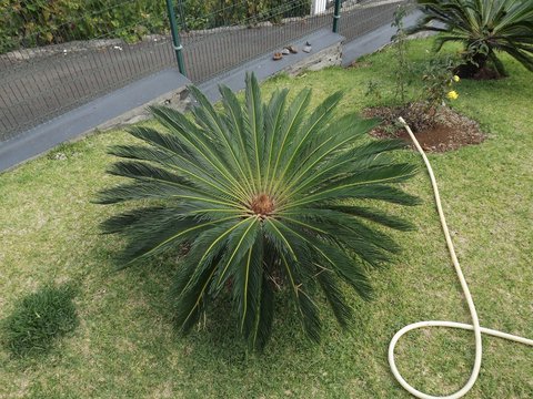 Un &aacute;rbol de granes hojas 