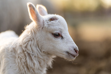 Image of young lamb on a green grass during sunset