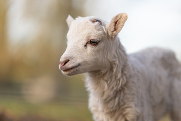 Image of young lamb on a green grass during sunset