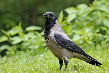 black raven on a branch