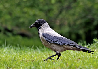 crow on the grass