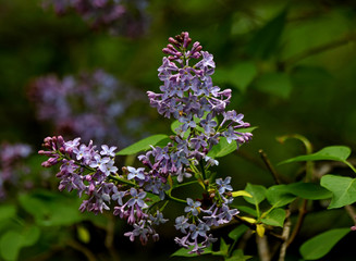 purple lilac flowers