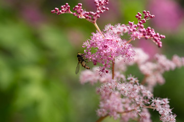 写真素材: あじさいと蜂