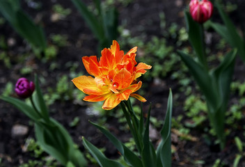 orange tulip flower