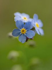 Forget-me-not, Vergissmeinnicht (Myosotis sylvatica)