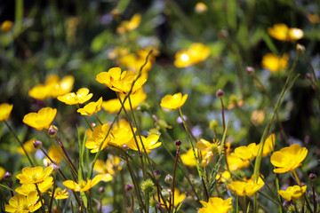Yellow summer flowers and grass